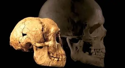 نظریه‌ای جدید درباره‌ی علت انقراض «هابیت‌ها»