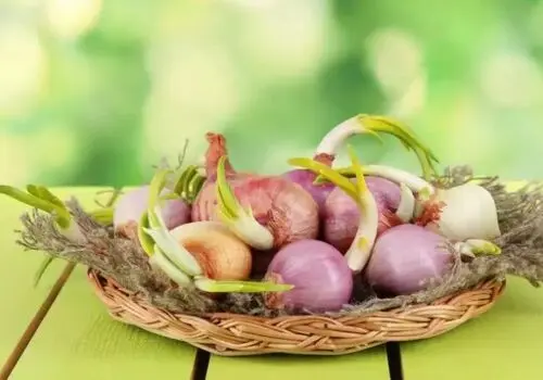 راهنمای نگهداری صحیح میوه‌ها و سبزیجات برای حفظ طعم و کیفیت آن‌ها