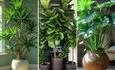 چه گیاهی برای کدام فضای خانه مناسب‌تر است؟