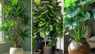 چه گیاهی برای کدام فضای خانه مناسب‌تر است؟