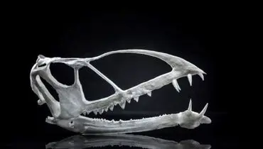 کشف قدیمی‌ترین «پرندۀ فسیل شده»  جهان + عکس