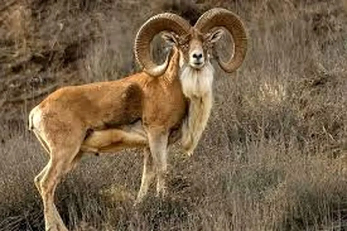 قوچ زیر آوار، مردم روی آوار؛ روایت یک نجات معجزه‌وار در هورامان+فیلم