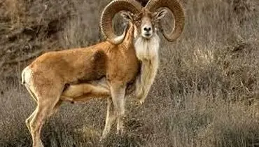 قوچ زیر آوار، مردم روی آوار؛ روایت یک نجات معجزه‌وار در هورامان+فیلم