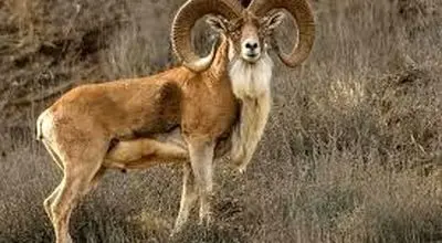 قوچ زیر آوار، مردم روی آوار؛ روایت یک نجات معجزه‌وار در هورامان+فیلم