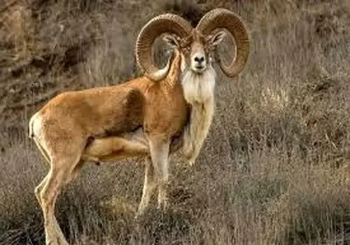 بازتاب دوباره شعر و موسیقی مجید اخشابی؛ صدایی که روایت‌های عاشقانه را زنده نگه می‌دارد+فیلم