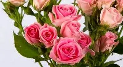 تحقیق درباره گل رز مینیاتوری
