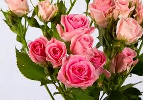 غذای نذری محبوب رمضان؛ عدس‌پلو با گوشت چرخ‌کرده