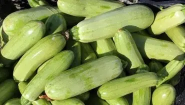 کدو سبز؛ دوست معده شما برای مقابله با نفخ و یبوست