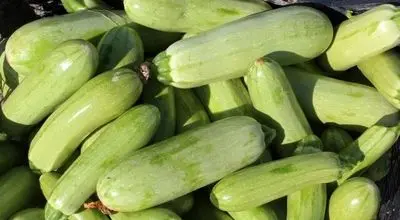 کدو سبز؛ دوست معده شما برای مقابله با نفخ و یبوست