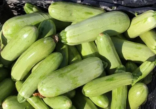کدو سبز؛ دوست معده شما برای مقابله با نفخ و یبوست
