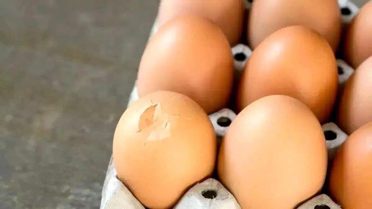 آیا خوردن تخممرغ ترک خورده مضر است؟