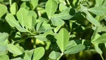  معرفی سبزی شنبلیله 