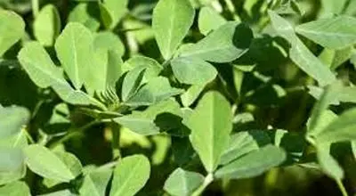  معرفی سبزی شنبلیله 