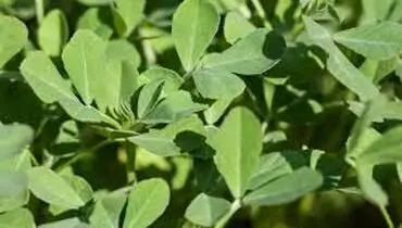  معرفی سبزی شنبلیله 