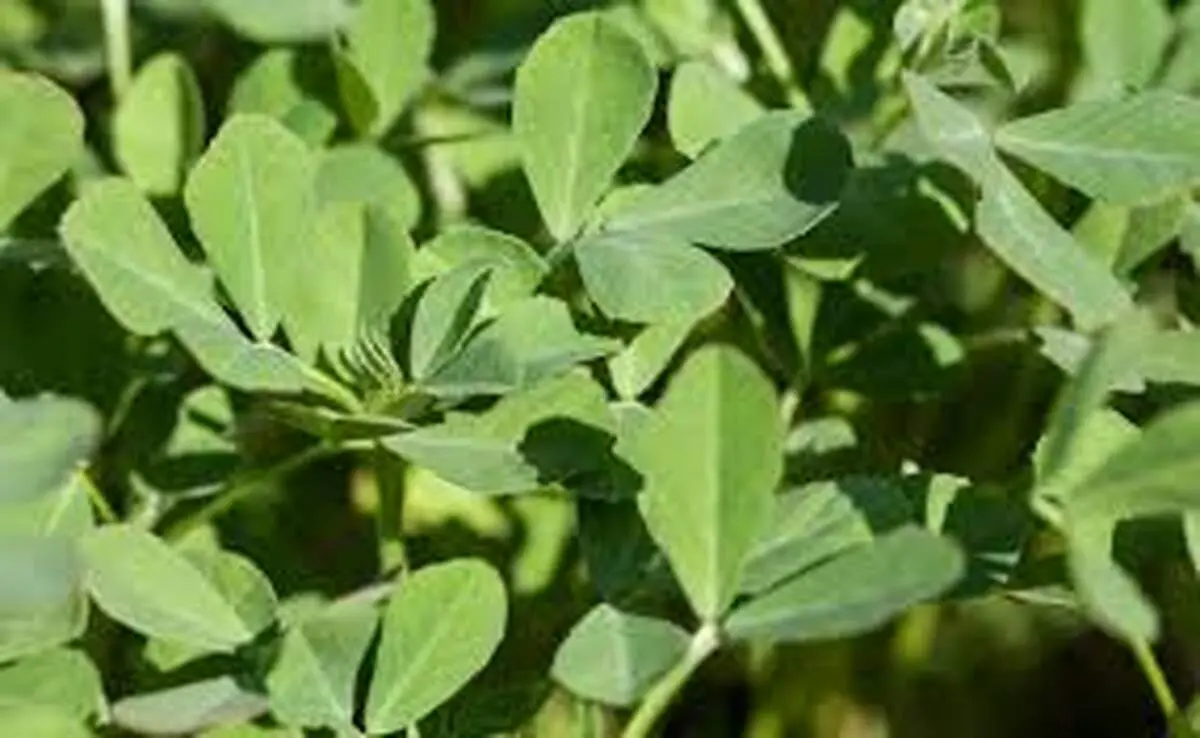  معرفی سبزی شنبلیله 