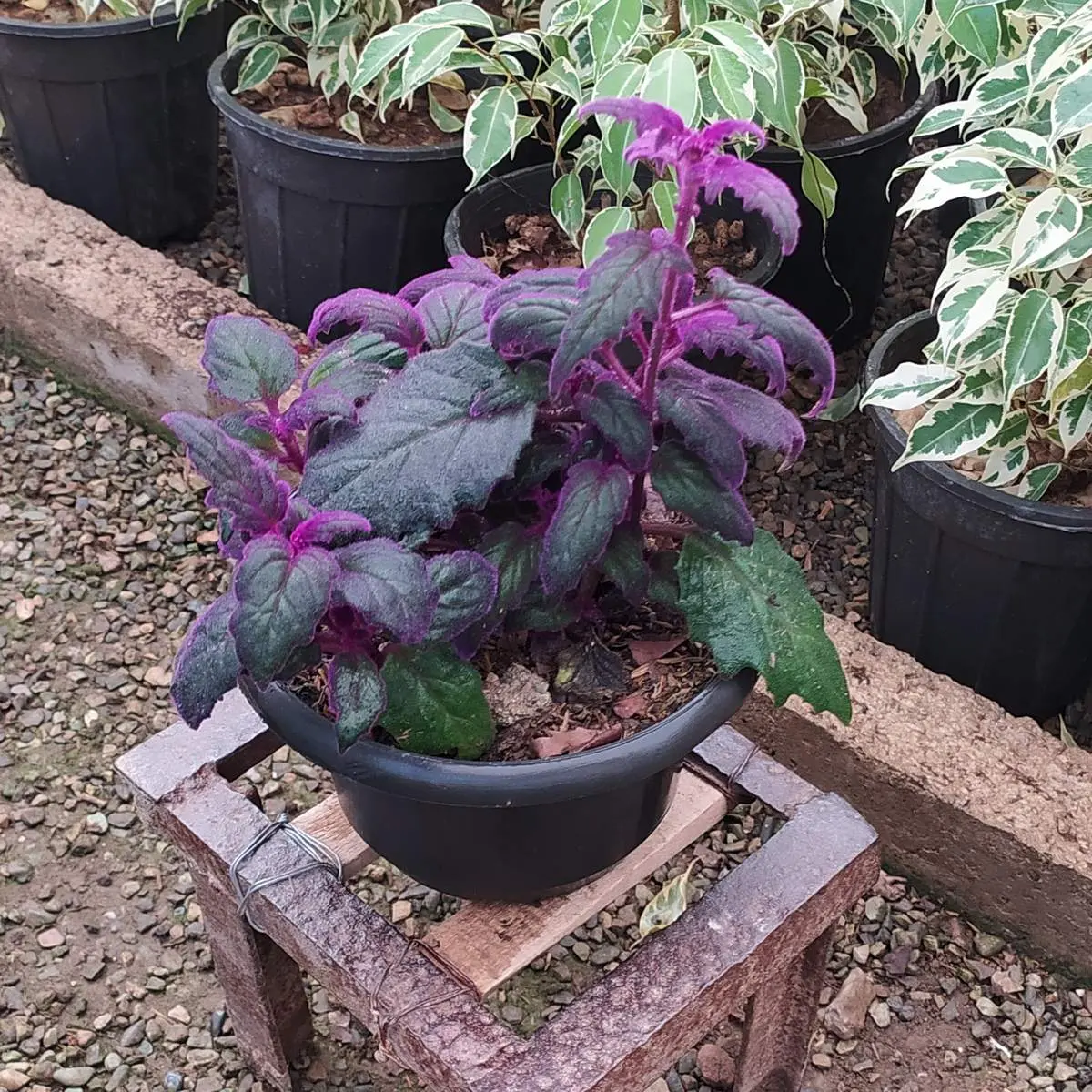 بهترین راهنمای کاشت، تکثیر و نگهداری گیاه ژینورا

