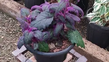 بهترین راهنمای کاشت، تکثیر و نگهداری گیاه ژینورا

