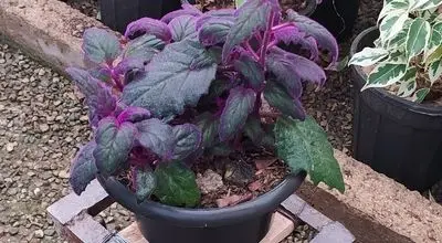 بهترین راهنمای کاشت، تکثیر و نگهداری گیاه ژینورا

