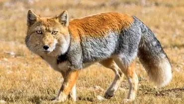 تصاویر جالب از ظاهر عجیب روباه تبتی + فیلم
