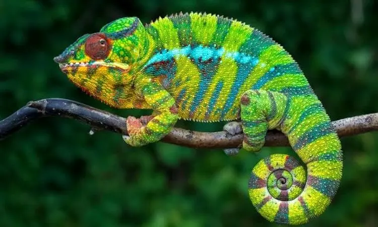 آفتاب‌پرست بی‌باک بدون تغییر رنگ، پلنگ را جا گذاشت+فیلم