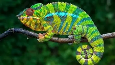 آفتاب‌پرست بی‌باک بدون تغییر رنگ، پلنگ را جا گذاشت+فیلم