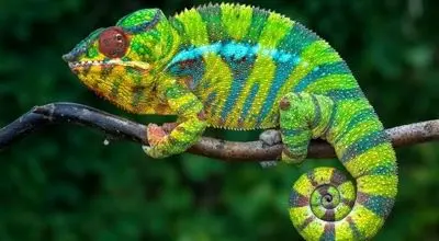 آفتاب‌پرست بی‌باک بدون تغییر رنگ، پلنگ را جا گذاشت+فیلم