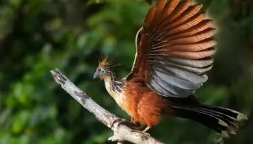 بدبوترین پرنده جهان؛ میراثی از عصر دایناسورها + عکس