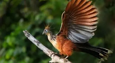 بدبوترین پرنده جهان؛ میراثی از عصر دایناسورها + عکس