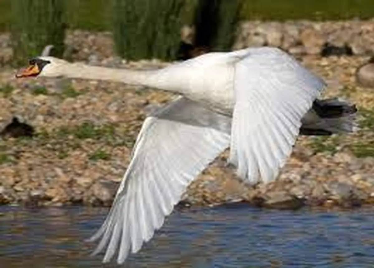 تصاویر جذاب قوهای مهاجر در تالاب سرخرود + عکس