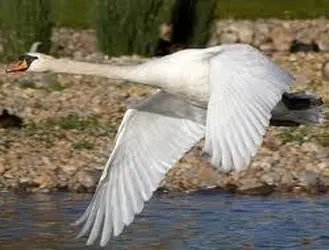 تصاویر جذاب قوهای مهاجر در تالاب سرخرود + عکس
