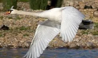 تصاویر جذاب قوهای مهاجر در تالاب سرخرود + عکس
