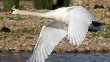 تصاویر جذاب قوهای مهاجر در تالاب سرخرود + عکس
