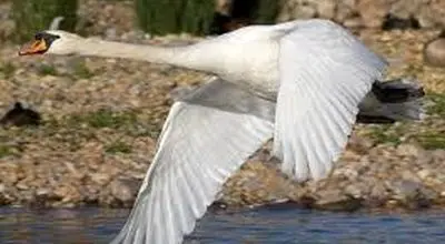 تصاویر جذاب قوهای مهاجر در تالاب سرخرود + عکس
