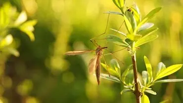 معجزه این ۸ گیاه برای دور نگه داشتن پشه‌ها از محیط خانه