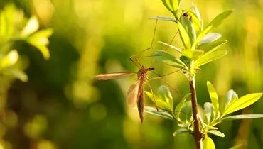 معجزه این ۸ گیاه برای دور نگه داشتن پشه‌ها از محیط خانه
