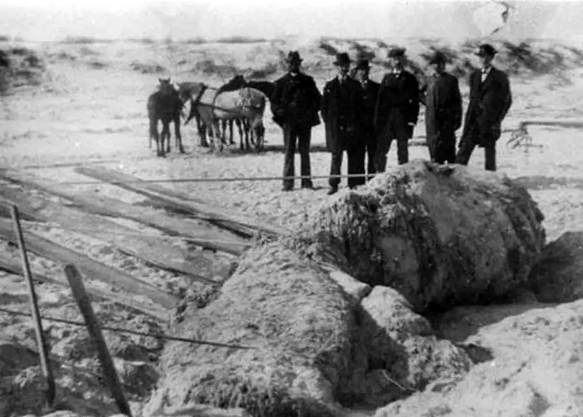 راز هیولاهای دریایی؛ مهمانان مرموزی که در  ساحل ظاهر می‌شوند + عکس

