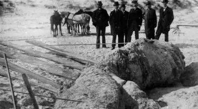 راز هیولاهای دریایی؛ مهمانان مرموزی که در  ساحل ظاهر می‌شوند + عکس

