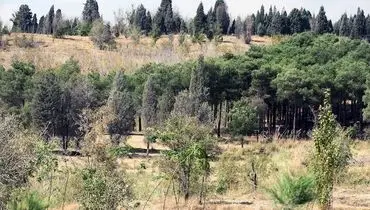 کاشت 50 هزار درخت در پارک جنگلی چیتگر
