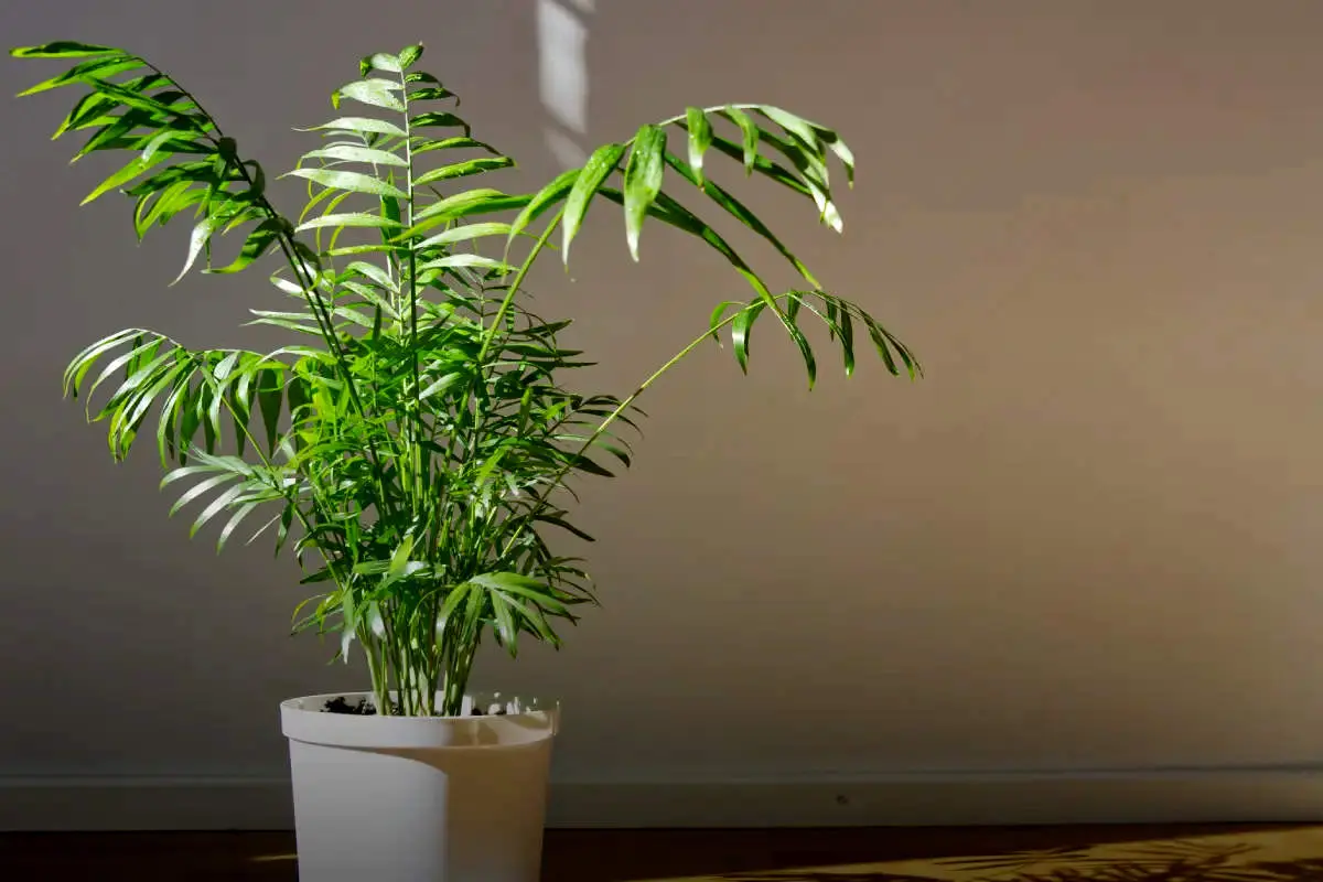 چرا شامادورا رشد نمی‌کند؟ عوامل مؤثر و روش‌های بازیابی سلامت گیاه