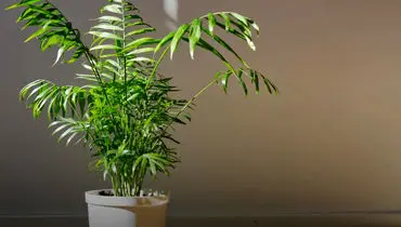 چرا شامادورا رشد نمی‌کند؟ عوامل مؤثر و روش‌های بازیابی سلامت گیاه