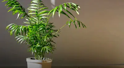 چرا شامادورا رشد نمی‌کند؟ عوامل مؤثر و روش‌های بازیابی سلامت گیاه