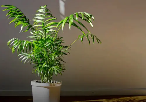 چرا شامادورا رشد نمی‌کند؟ عوامل مؤثر و روش‌های بازیابی سلامت گیاه