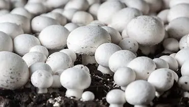 آخرین قیمت قارچ در بازار تهران