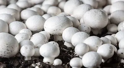 آخرین قیمت قارچ در بازار تهران