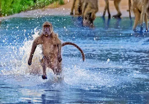 شوخی بامزه میمون با مار زنده+ فیلم