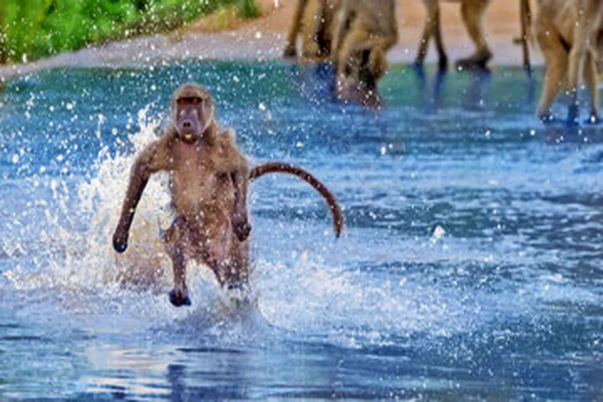 تصاویری خنده‌دار از خانواده‌ میمون‌ها در حین عبور از رودخانه+ عکس