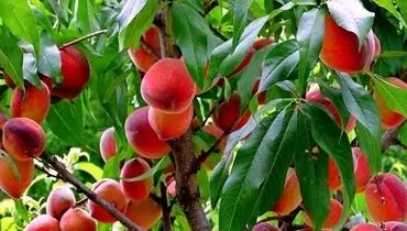 میوه عجیبی که مختص تهران است