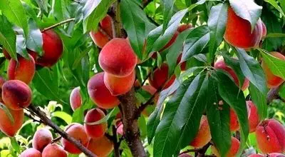 میوه عجیبی که مختص تهران است