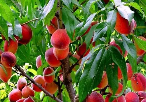 چرا نباید میوه‌ها را آب‌گیری کرد؟