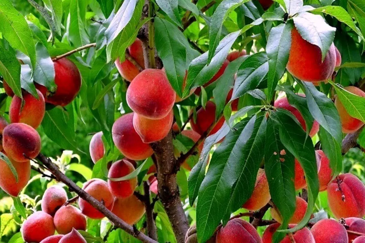 میوه عجیبی که مختص تهران است